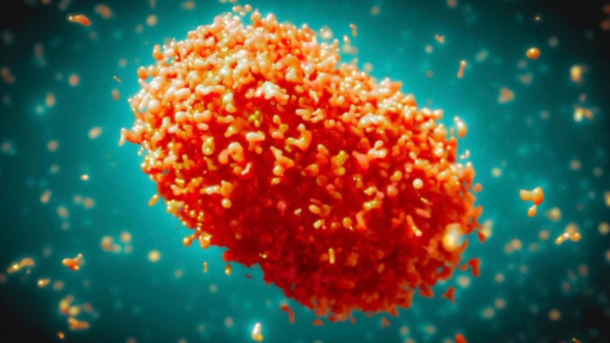 Azerbaycan’da ilk maymun çiçeği vakası